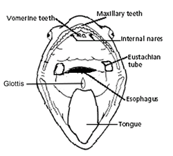 definition vomerine teeth frog